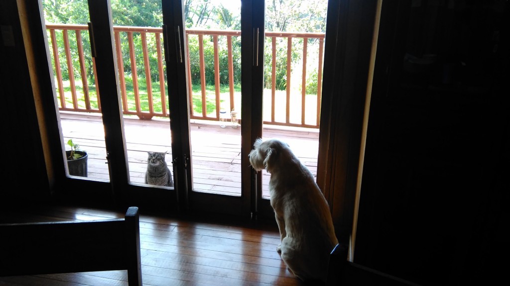 Let me out! No, you let me in!