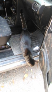 Cat Inspection